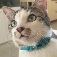 Gattina 2anni mezzo 150