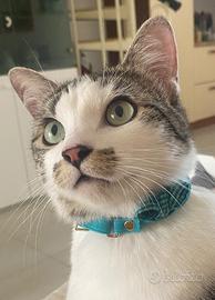 Gattina 2anni mezzo 150