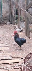 Galline ornamentali