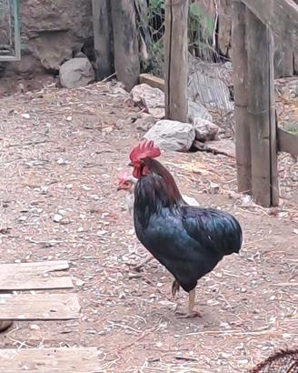Galline ornamentali