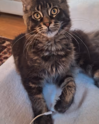 Maine coon cuccioli