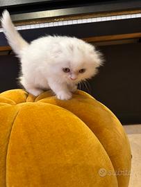 Gattino scottish fold prezzo trattabile