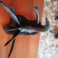 Tronco radice acquario