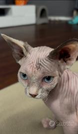Sphynx