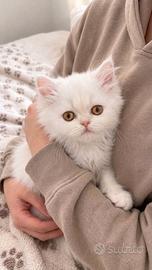 Gattini persiani