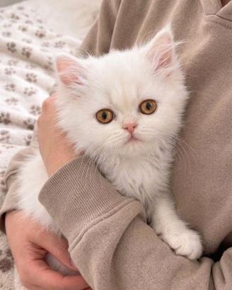 Gattini persiani