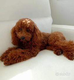 Barboncino nano red con Pedigree per monte