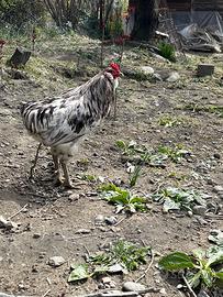 Gallo araucana