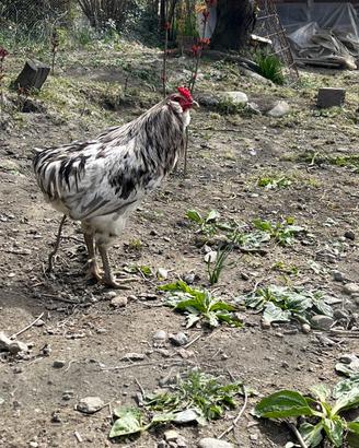 Gallo araucana