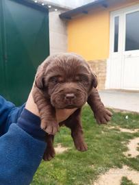 Labrador cioccolato