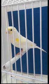 Canarina Giallo Mosaico