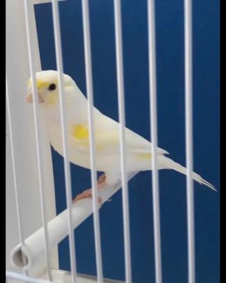 Canarina Giallo Mosaico