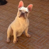 Bulldog francese