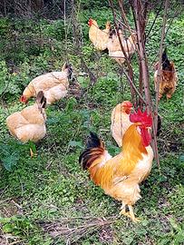 Gallina Bionda Piemontese - uova da cova