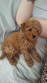 Barboncino MINI-TOY di 3 mesi