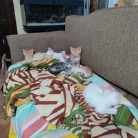 Gattini pronti per l'adozione