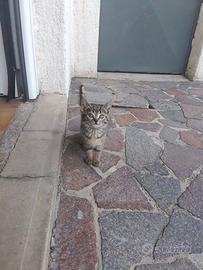 Gattini di due mesi e mezzo