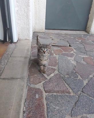 Gattini di due mesi e mezzo