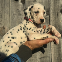 Dalmata