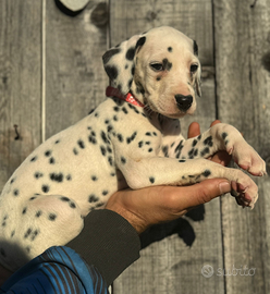 Dalmata