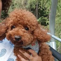 Barboncina red con pedigree Enci e test genetici
