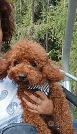 Barboncina red con pedigree Enci e test genetici