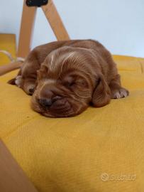 Cocker spaniel fulvo