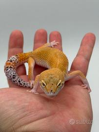 Gechi Leopardini