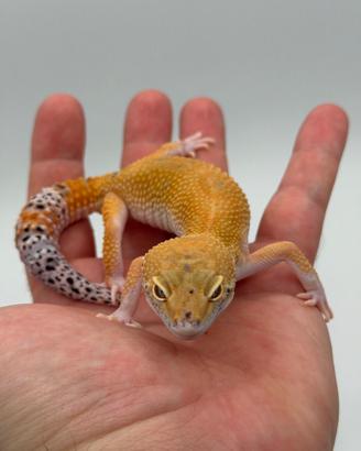 Gechi Leopardini