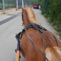 Cavallo