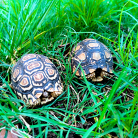 Pardalis Stigmochelys tartarughe