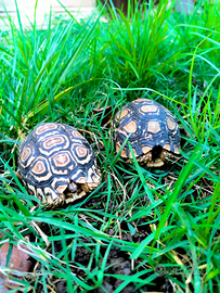 Pardalis Stigmochelys tartarughe