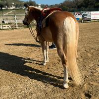 Cavalla haflinger