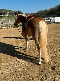 Cavalla haflinger