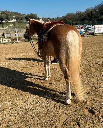 Cavalla haflinger