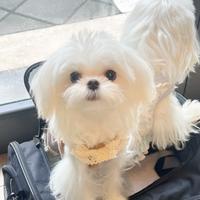 Maltese maschi disponibili