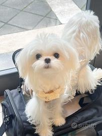 Maltese maschi disponibili