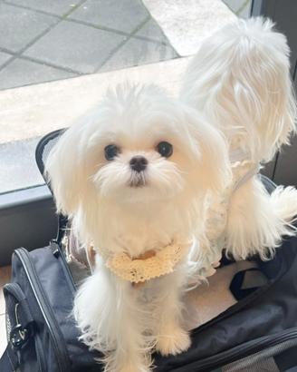 Maltese maschi disponibili