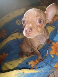 Chihuahua mini Toy bravissimo ubbidiente  sano 