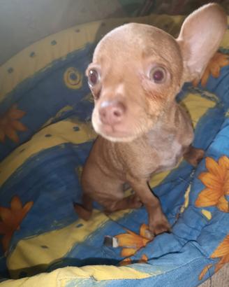 Chihuahua mini Toy bravissimo ubbidiente  sano 