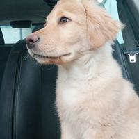Labrador retriever cucciolo