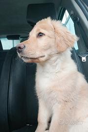 Labrador retriever cucciolo