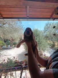 Cocker Spanish con pedigree altissima genealogia