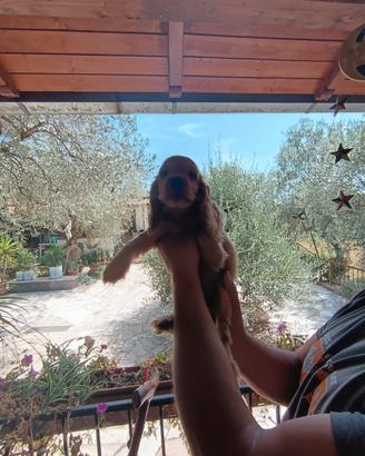 Cocker Spanish con pedigree altissima genealogia