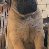Bullmastiff cuccioli disponibili
