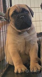 Bullmastiff cuccioli disponibili