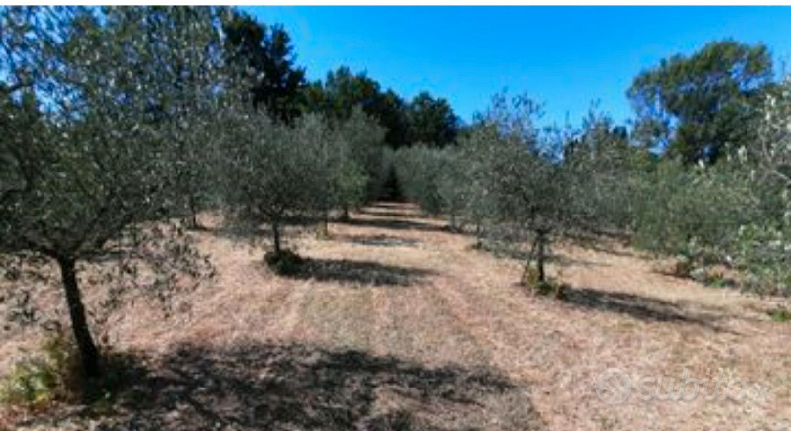 Olivetto 10000 mq - Vista 3