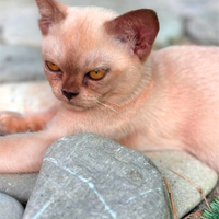 Gatto Burmese