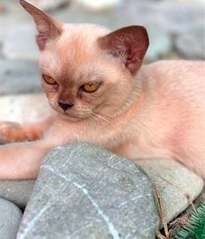 Gatto Burmese