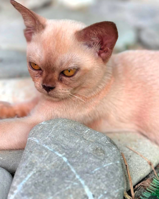 Gatto Burmese